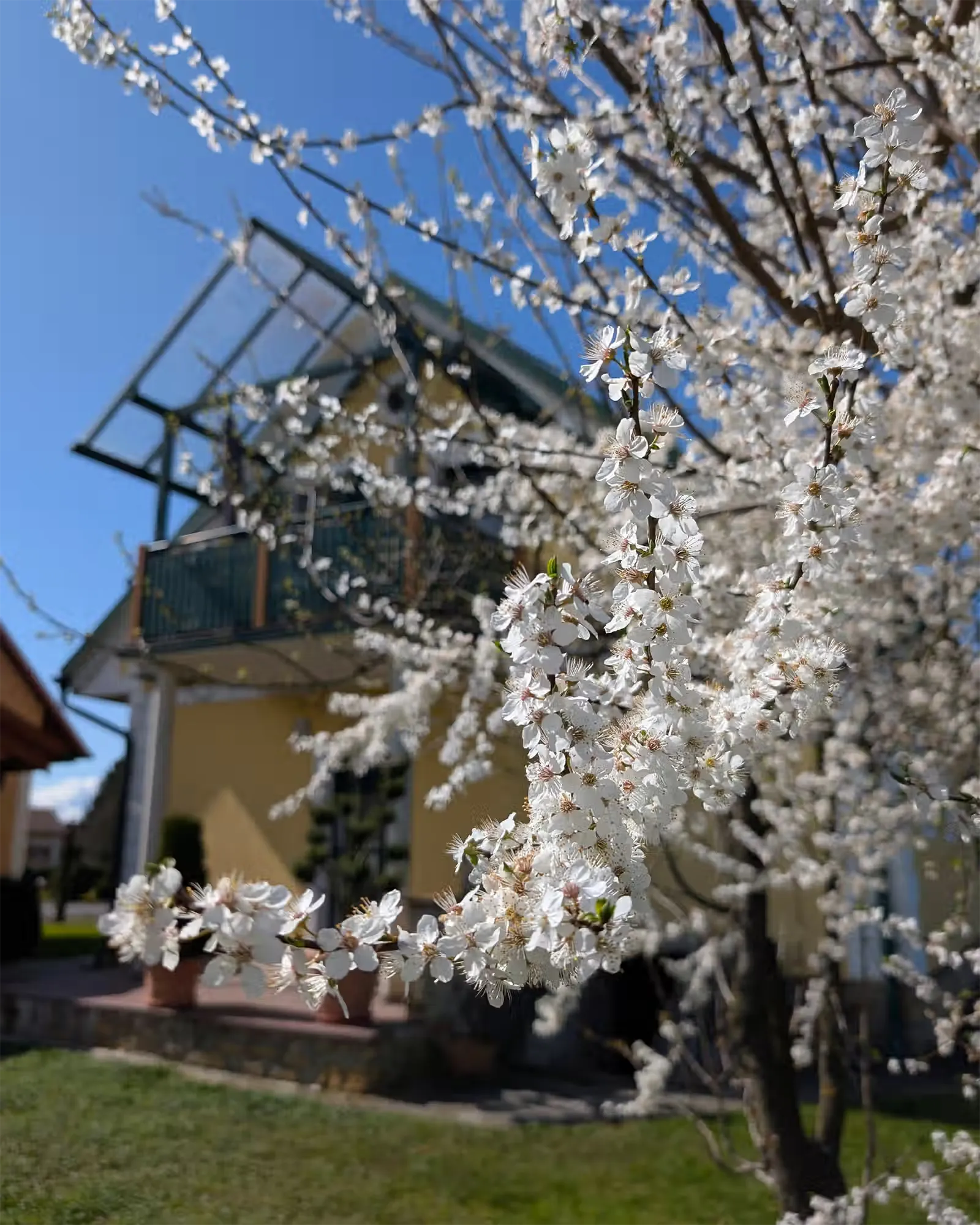 Blühender Baum vor dem Ferienhaus Majczan