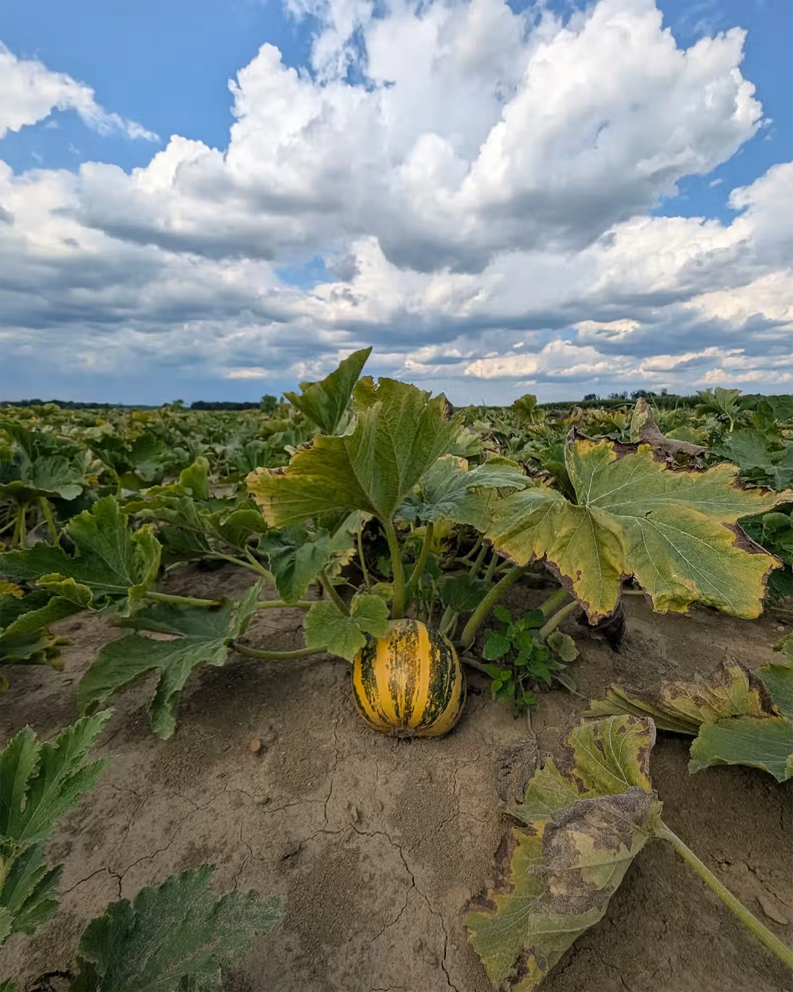 Heranwachsender Kürbis auf dem Feld unter blauem Himmel