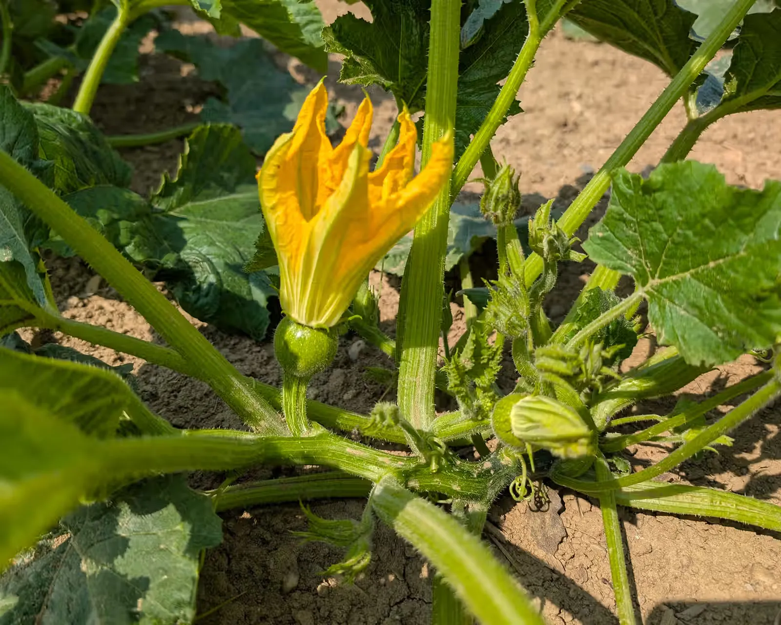 Kürbisblüte mit einer jungen Kürbisfrucht