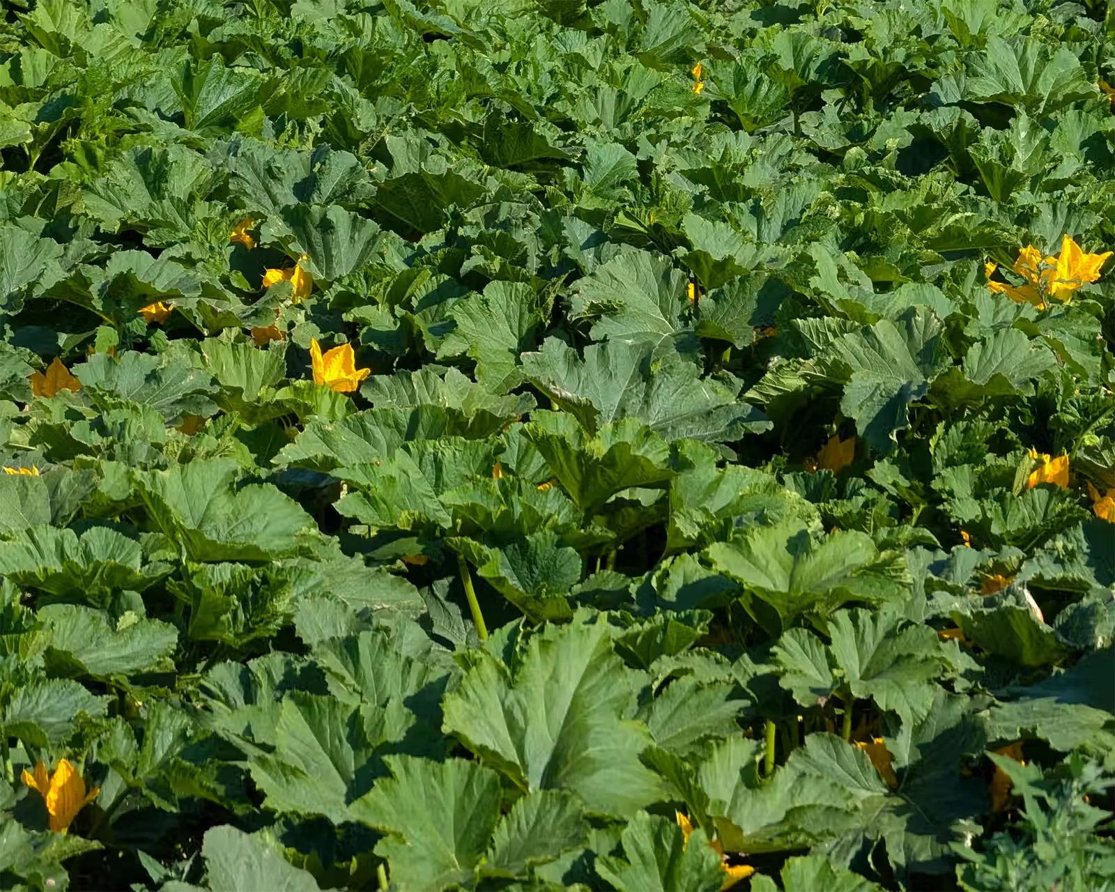 Gelbe Kürbisblüten zwischen grünen Blättern auf dem Feld