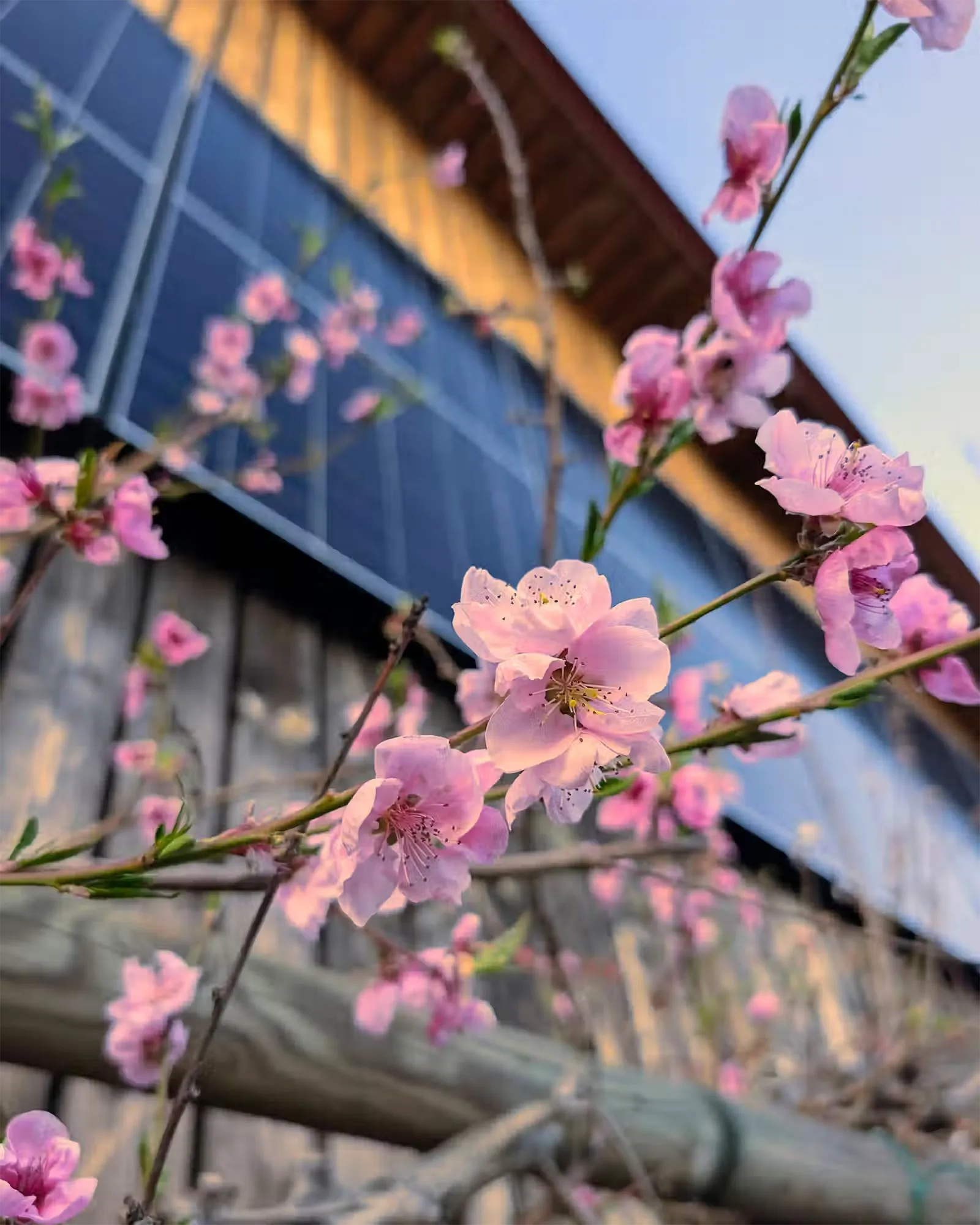 Frühlingsblüten vor der Photovoltaikanlage am Hof Majczan